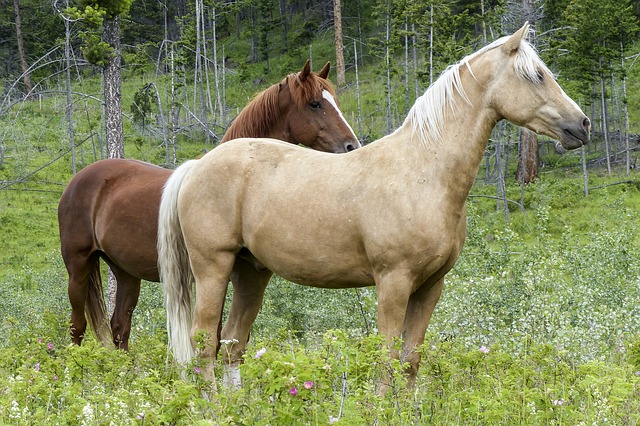 Kurkuma für Pferde - ein gesundes Heilmittel