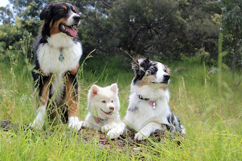 Natürliche Heilmittel für Hunde