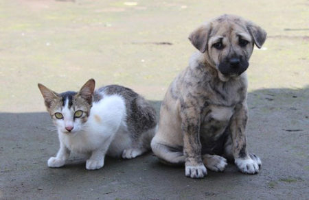 Gelbwurz für Hunde