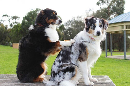Kurkuma für Hunde ist gesund